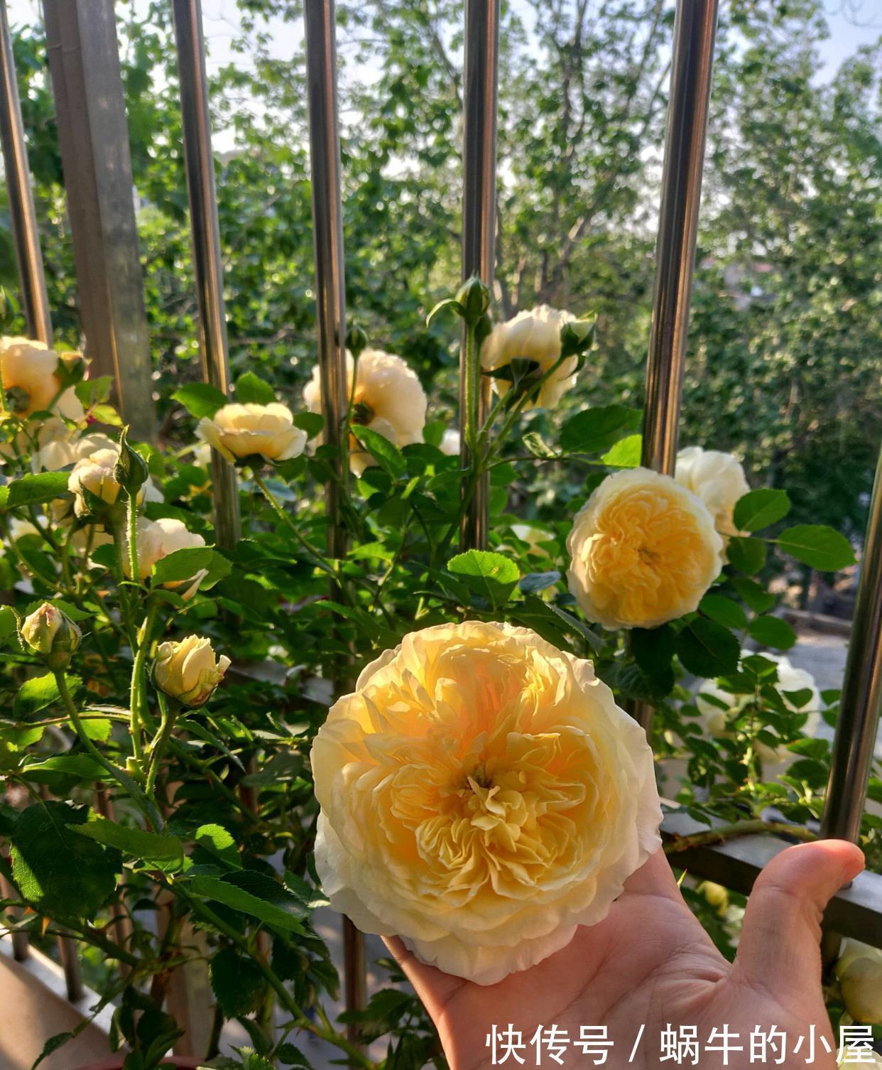 藤本月季|又美又香的花,花量大,多季开花,可做花墙,阳台也能种