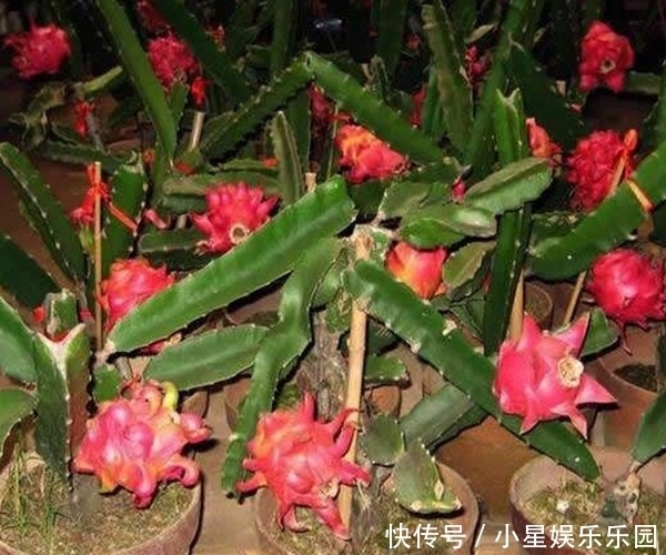 火龙果挖一勺果肉扔花盆里，7天就发“萌肉”，省钱又有趣！