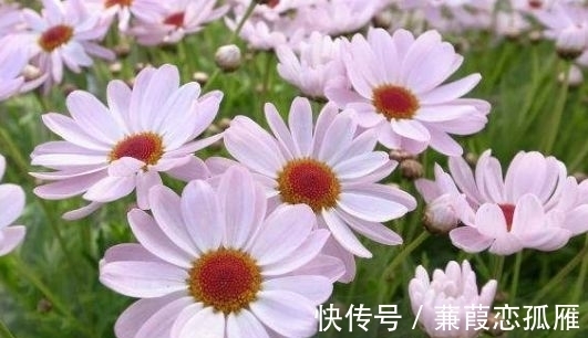 4种花养在阳台超美的开花多,漂亮又好养,年年开花不断