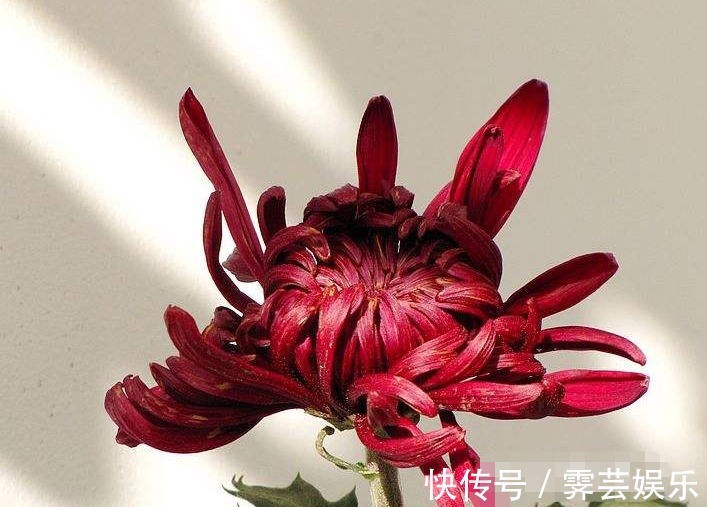 我们的生活|喜欢菊花，不如养盆“菊中精品”墨魁，花开野性美，靓丽秀美