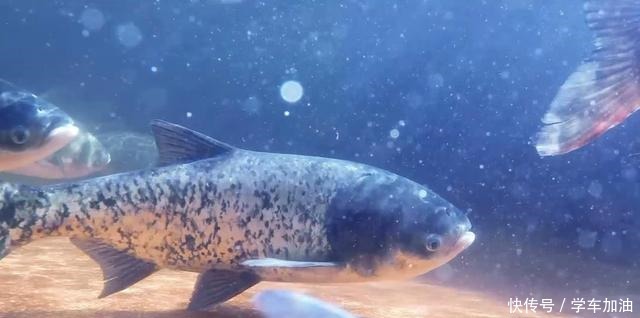 原因|“跑鱼”分为以下2种情况,第1种钓鱼高手易犯,第2种新手易犯