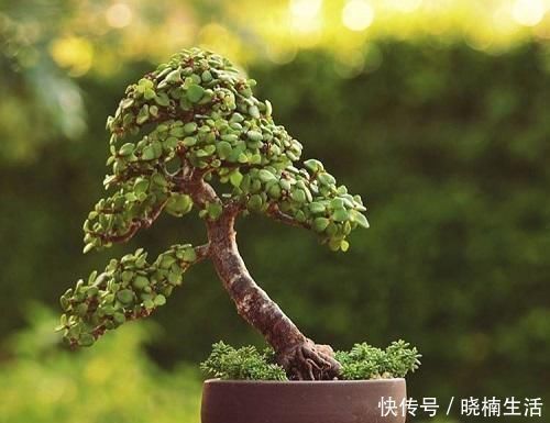 修剪|盆景太贵玩不起这花便宜得很，修修剪剪成老桩价值高