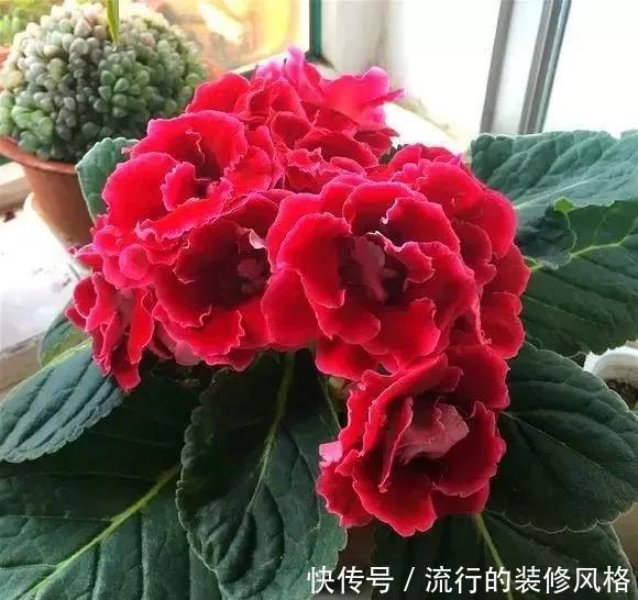 雪泥|最漂亮的盆栽花,一年到头开花不断,好看又好养