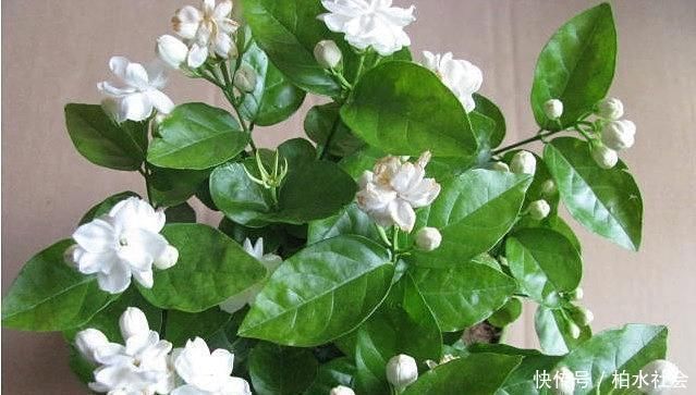  不少花友|被称醋坛子的3种花，浇水时加点醋，花苞不断冒