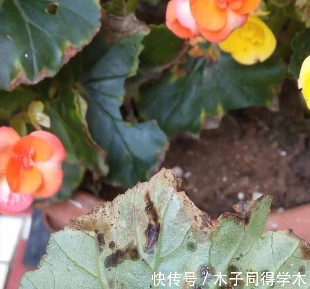 养花|新手养花“黑名单”,买了也养不活,谨慎买这些花