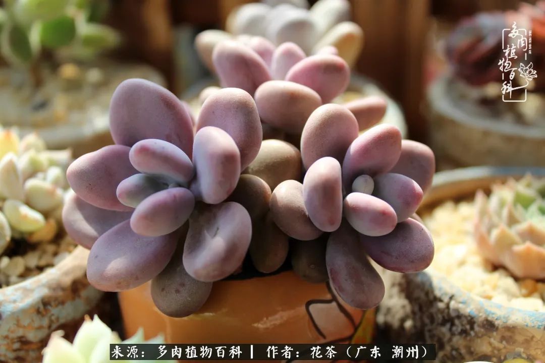 放松心情，静享愉悦，阳光下的多肉是最美的！