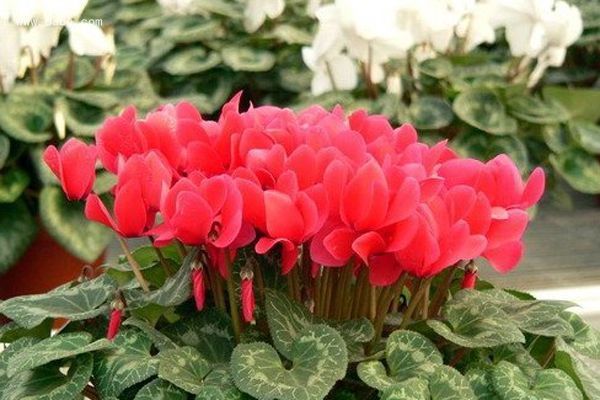 喜欢在家中养护花卉,就选择3种花色艳丽,花期长,妖娆漂亮的花