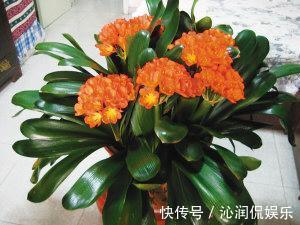 休眠|君子兰生长,离不开的2种水,15天来一次,肥厚油绿,开花不夹箭