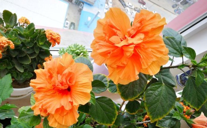 7种全年开花的植物,特别好养,喜欢养花不养它就亏了