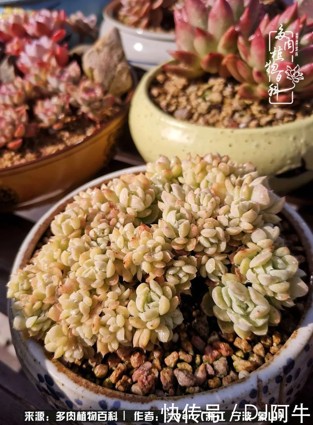 入多肉坑八年,始于初心,一切但求无愧于心