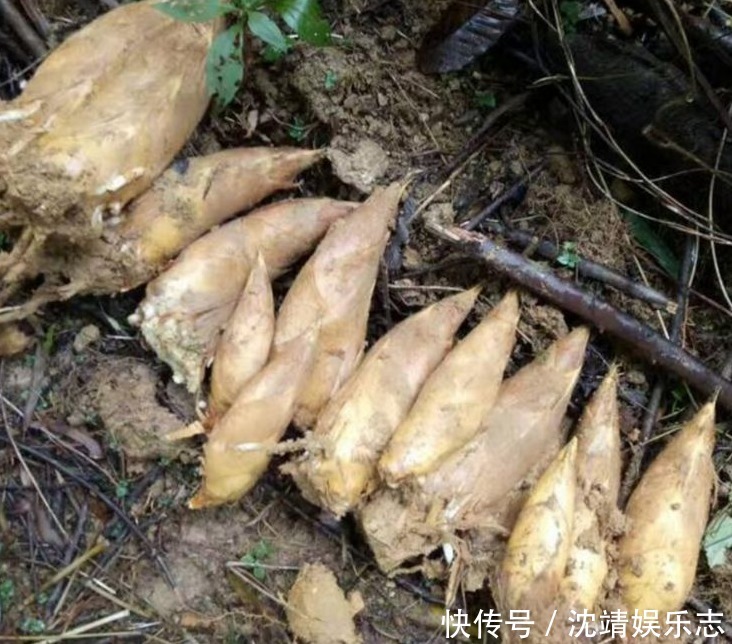 马齿苋|常吃以下3种野菜对身体好，能清热解毒，凉血止血，不妨一试