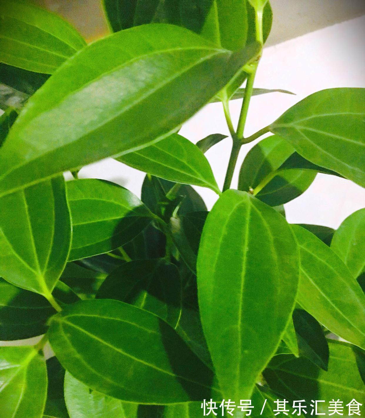 有3种花,花开满室很好打理,名字很吉祥喜庆能净化空气