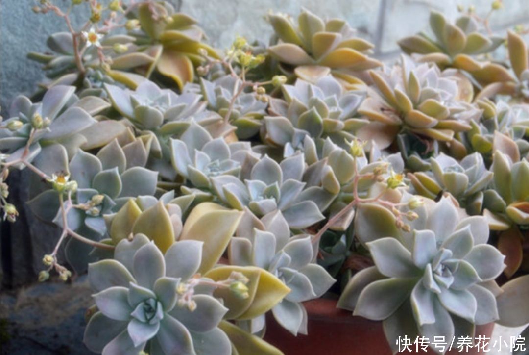 烂根|夏天多肉烂根?主要由三大原因造成,及时调整养护方法