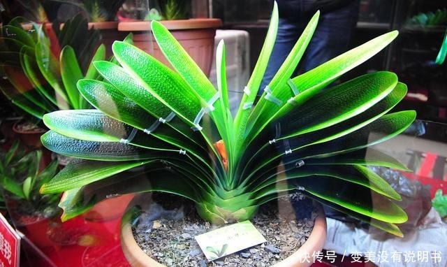 君子兰缺肥有什么症状一年四季怎样给君子兰施肥！