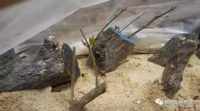 1种果树剪根枝,插土里就活,当年就能挂果,压弯枝!