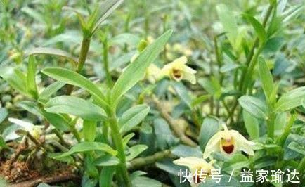 金银花|肝脏毒素的“克星”来了,轮流吃一周,肝脏不“藏”毒,肝火消