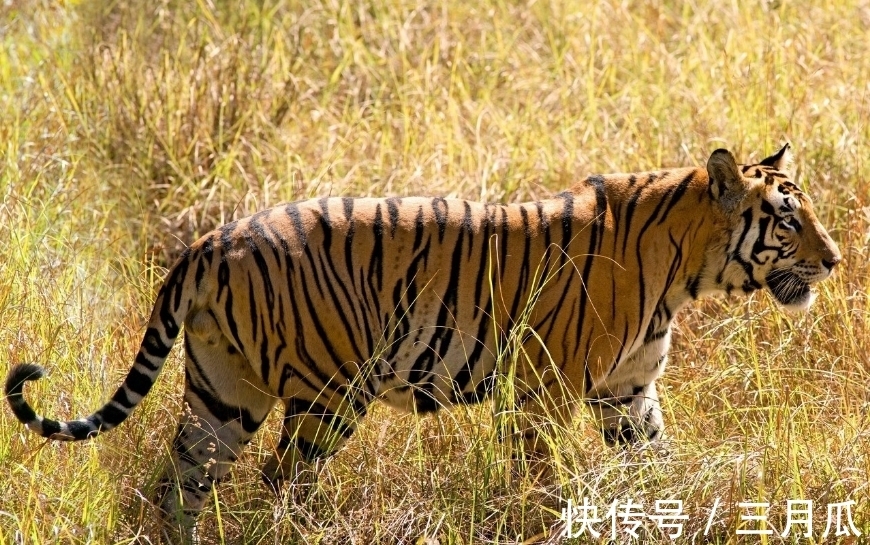 得偿所愿|六月份，哪三生肖得偿所愿运势转强，有贵人出面帮衬，诸事顺利