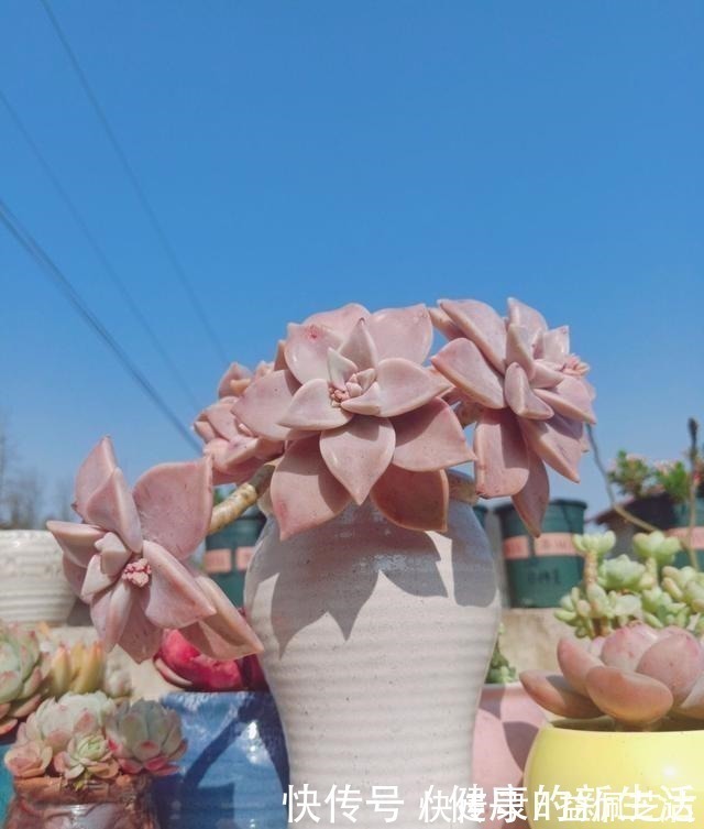 养护|春天养多肉，半个月就变成“胖墩子”，叶子又肥又圆！