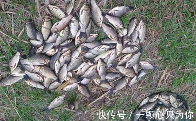 深秋野钓，选择饵料不用纠结，就用这些天然饵料，效果远超商品饵