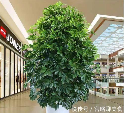 养花|阳台养花要“讲究”,3种“再丑”也要养一盆,镇宅又旺运