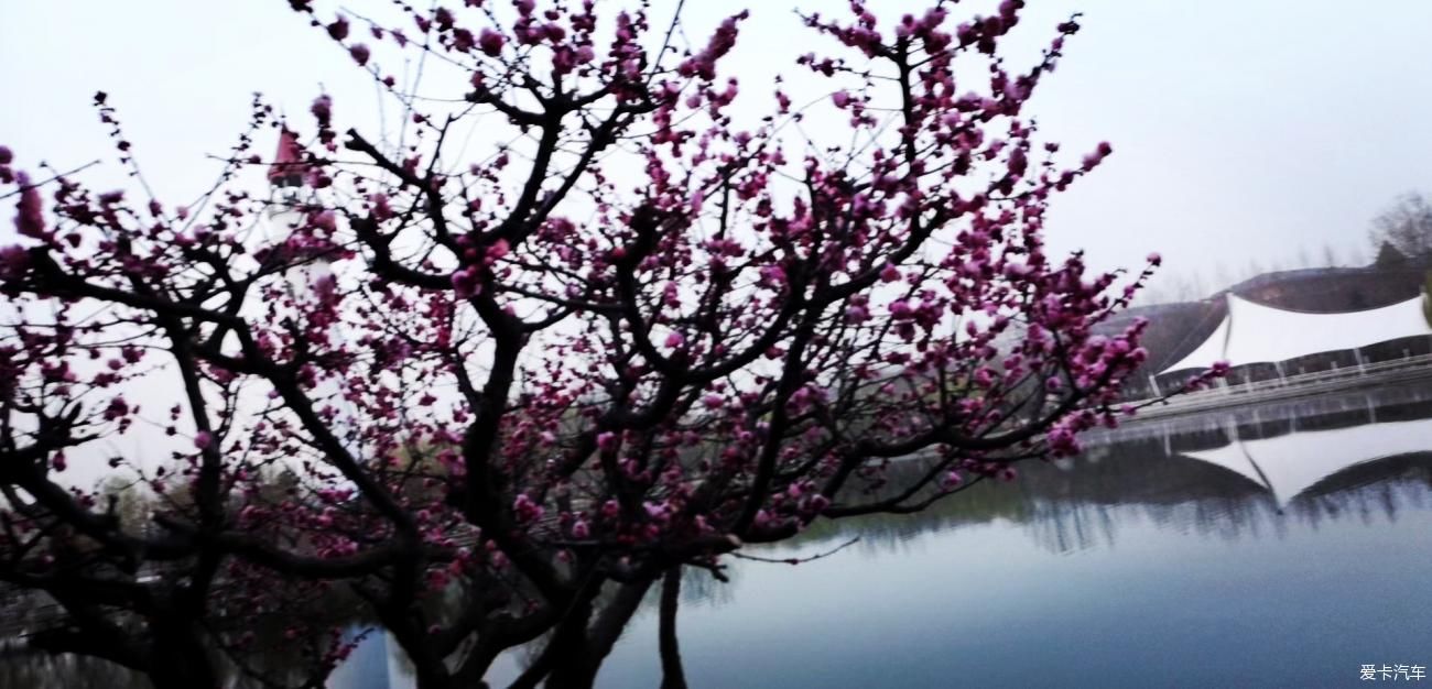 春来赏花忙，徘徊粉花乡。