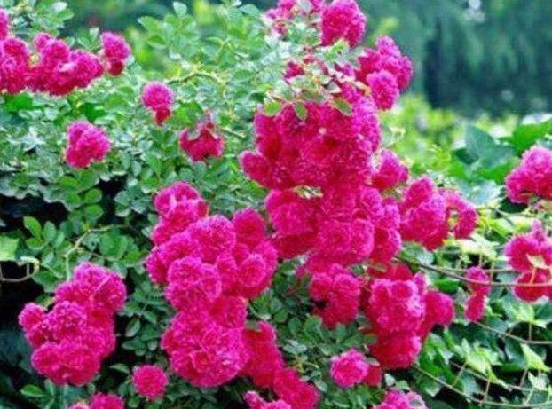 适合养在阳台的几款花卉,寓意财源滚滚,招财进宝