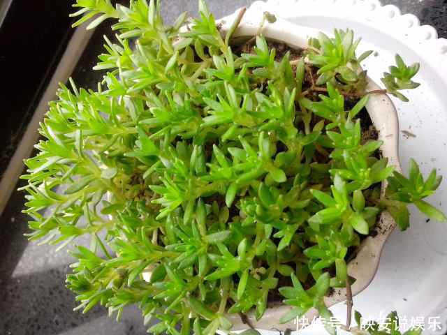 不起眼的它却是治肝奇药,也许你家花盆里就有