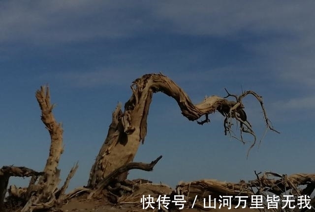 战死沙场|都说胡杨''千年不死、死而不倒、倒而不朽''，到怪树林一探究竟