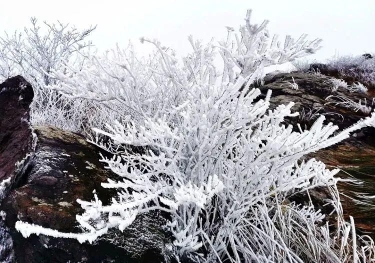 今冬|美翻了！金华美成了冰雪世界，今冬第一波雾凇来，这波美景就在......