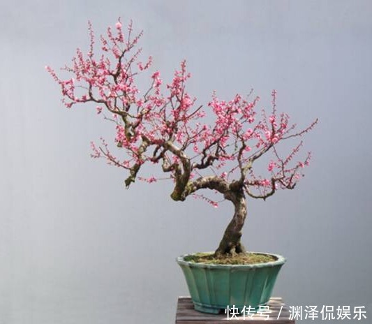 风信子|盛夏养花,就养这4款四季能开花,颜值高,又好养的花,懒人大爱