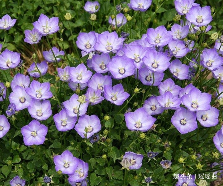 此花因其蓝色的花朵而闻名，有股清凉的韵味，是高贵与华丽的象征