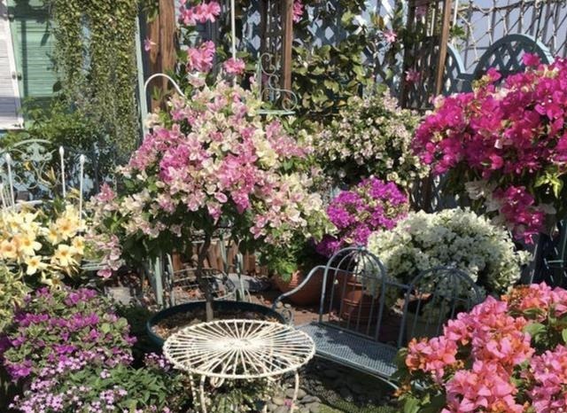 三角梅在花期“开花少”，将“4点”把握好，开花99朵，变花树！