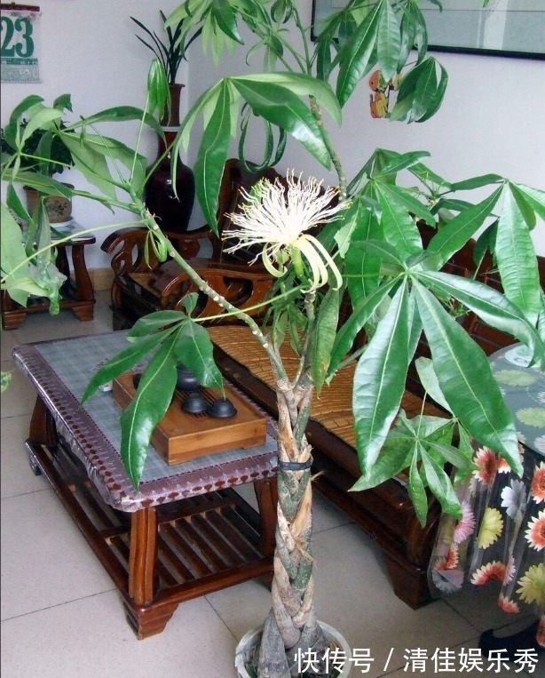 肥沃|4种树,花开富贵“好兆头”,难得一见,看看你家有吗?