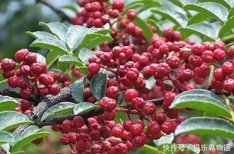 回家|立冬后,农村地里若遇见此野草,记得要采摘回家,药用功效大