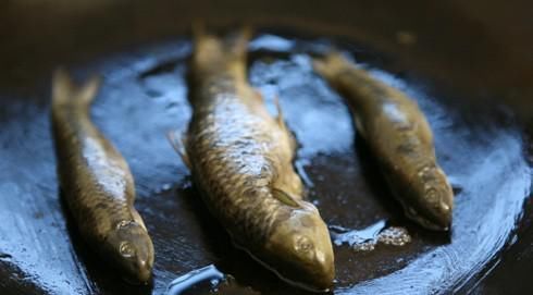 油鱼|日本最奇葩美食,吃之前必须要求穿尿不湿,食客口感一百分