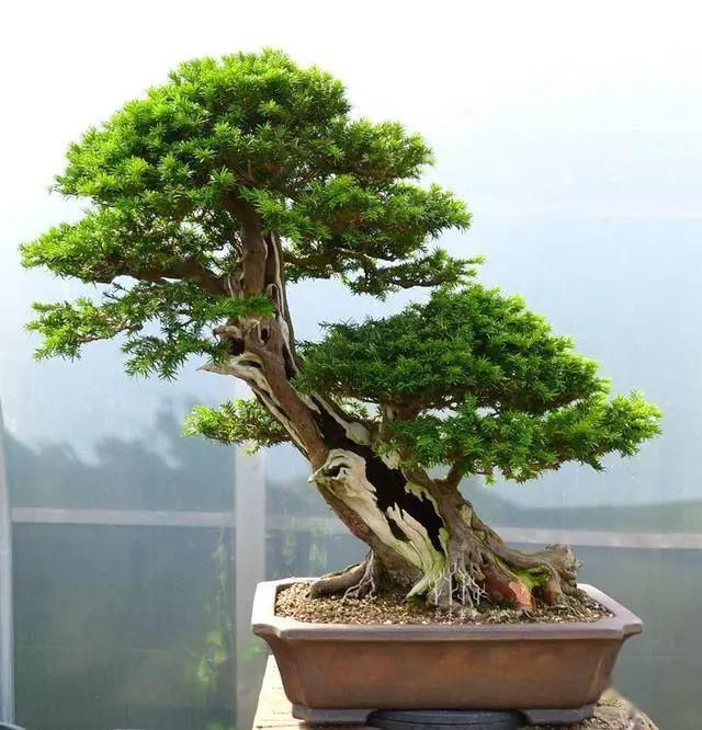 盆景|爱木盆景I普通紫杉盆景桩材大变身,舍利雕刻是重点,这才是高手