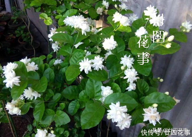 2月养茉莉，给新手泼点“冷水”：2件事做不得，不注意恐收空盆