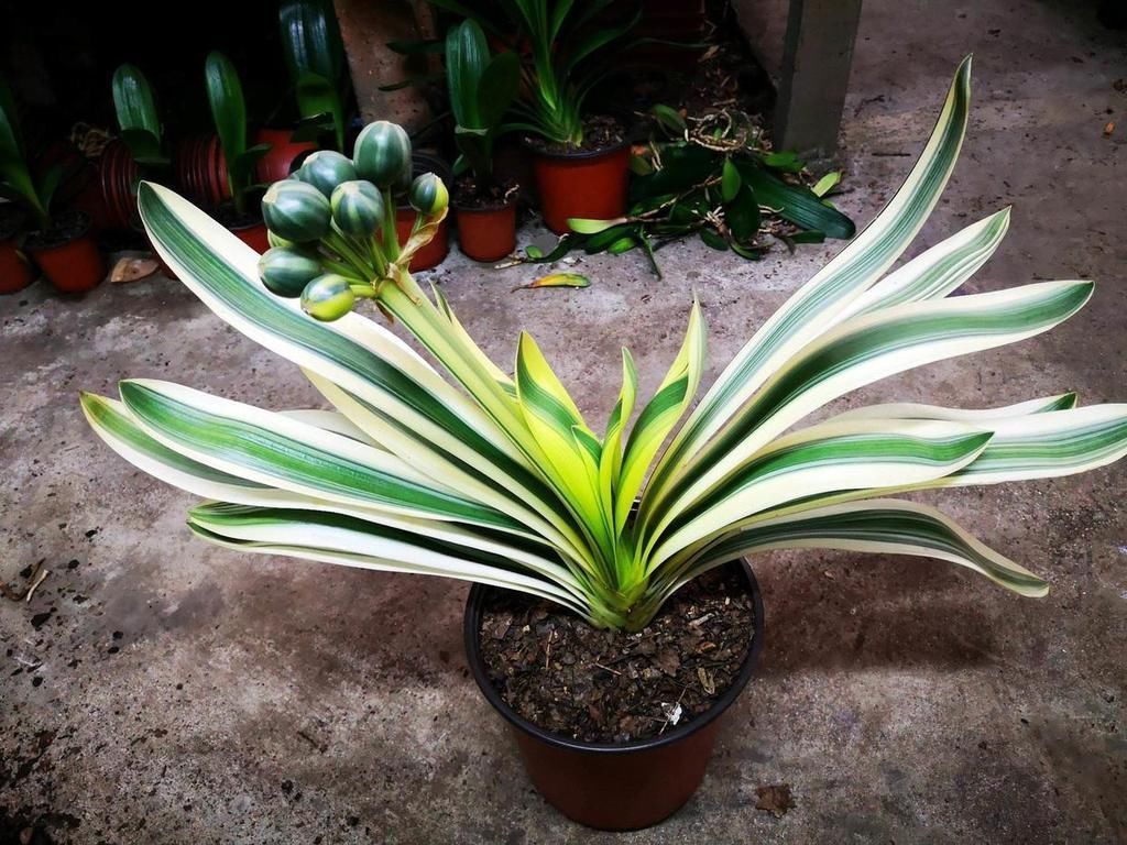 栽种|怎么养君子兰最正确？新手先避开这5大雷区，养好根开出美丽的花