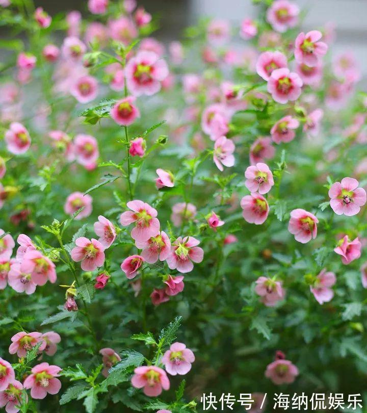 枝条|急性子养的6种花,长的快、爆花多,1盆能开大半年!