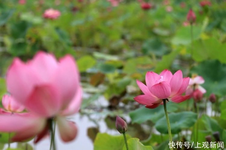 荷花|“四蒂睡莲”长什么样?一起来花博园看荷花、莲花群芳争艳