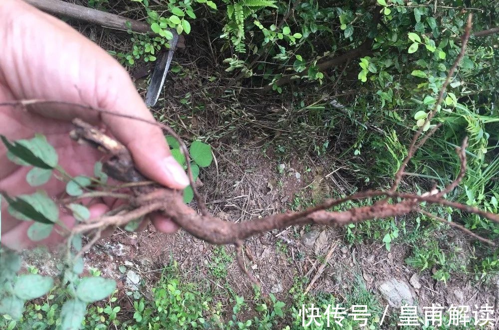 小树|人称“饿蚂蝗”,名字挺吓人,用处却很高,过去常炖肉给小孩吃