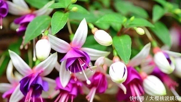 光照|喜欢家里养花,就养几种漂亮的花,花大花期长,寓意美好幸福满满