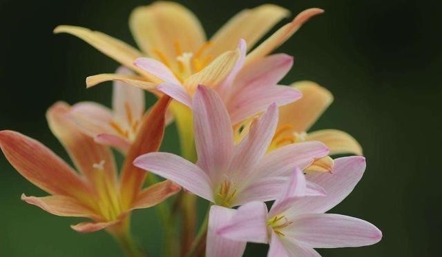 开花|让风雨兰“更勤花”,做到2步,半个月能复花,经常赏花