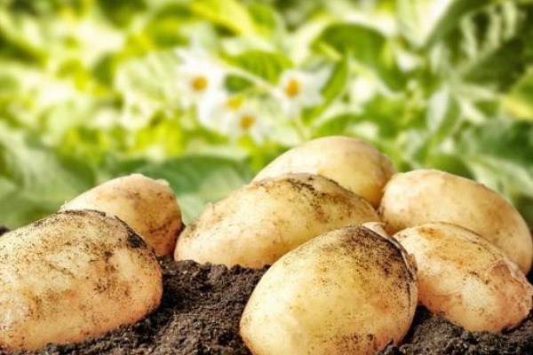 原来土豆这样才不发芽，甚至放一年不发芽不变黑，好方法赶紧学