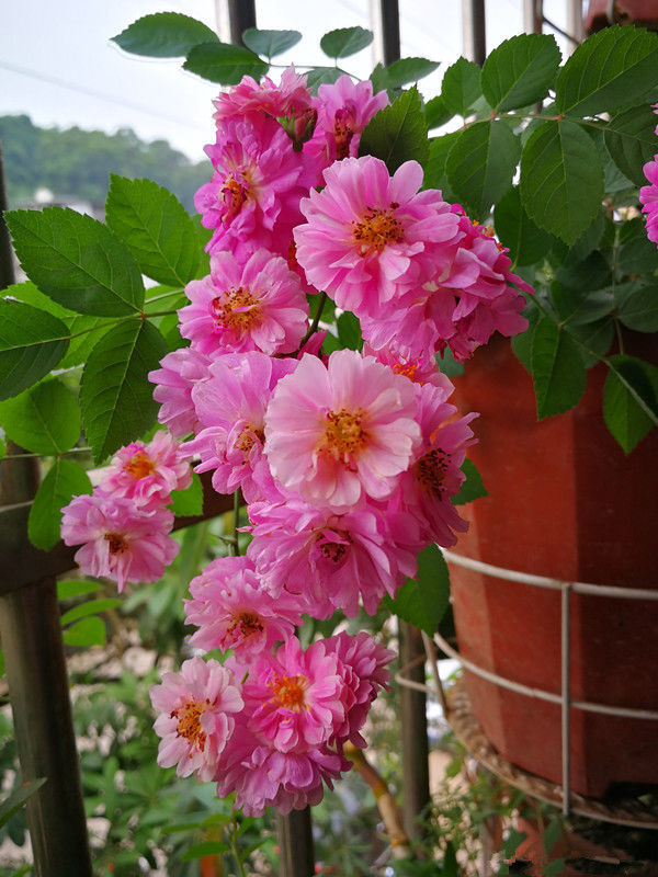 家养这些植物，阳台开出花海，花色艳丽又好养，百花争艳