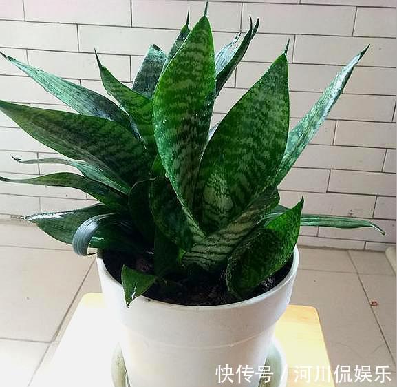 新手学养花，6种“练手花”随便养，做好“功课”，秒变“高手”