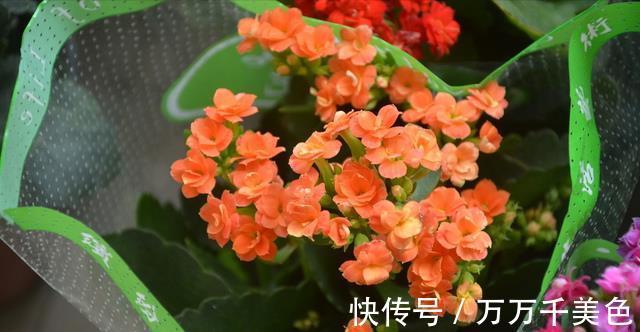 花卉|入秋后,这些花要早点进行翻盆换土的工作,才能叶绿根壮长势旺
