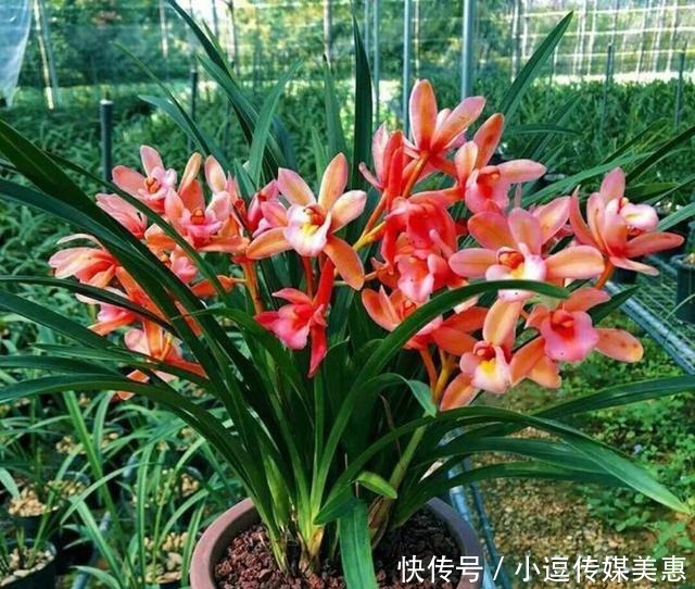 浓醇|此兰被誉为“兰中香祖”,一年开花6次,花量巨大,花香浓醇持久