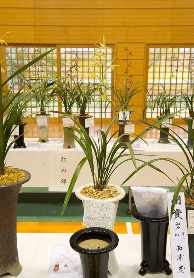 丸姬|日本寒兰欣赏