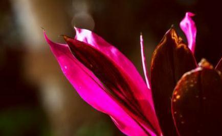 朱蕉叶片色彩越来越差了,有什么办法可以让它恢复呢